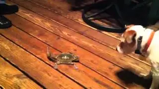 Cosmo vs. Crab
