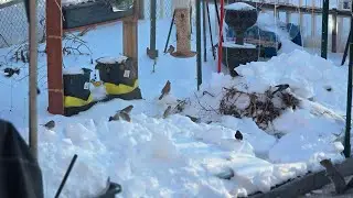 Beautiful Birds 🐦🐦🕊️🕊️ Enjoying Food when Ground is white Cover with Snow