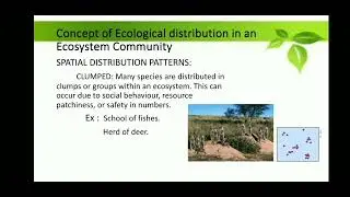 Ecological Distribution in an Ecosystem Community 🌍🌿
