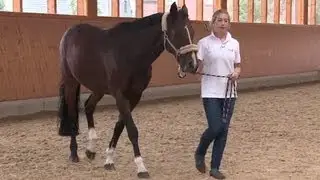 The lead-rope - How to lead a horse