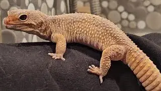 Norman Gets a Shower 🦎🚿 Post-Brumation Wash 