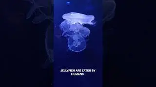 JellyFish Under the Sea || Underwater Vista