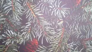 video038