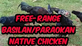 Free-Range Basilan/ Paraokan Native Chicken