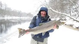 Salmo salar.Час 