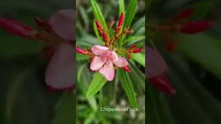Вы пробовали воспринимать мир сердцем, а не логическим умом?