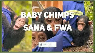 Baby chimp Sana & Fwa after playing in the forest at JACK Primate Sanctuary  #jackprimatesanctuary