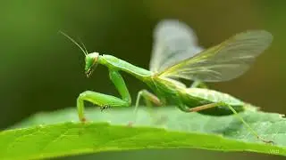 Extreme Macro Insect Walk, Eat, Fly 🐜🍃 | Nature&rsquo;s Tiny Sounds ASMR
