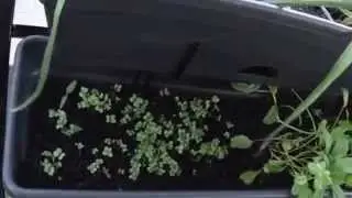 Broccoli Timelapse