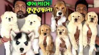 Quality Puppies Sale Low Price. Dog Market in Kolkata Price. Kolkata Dog Market.