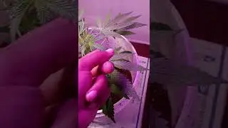 6th day of changing light cycle to 12 hours #marijuanagrowers #medicinalgarden #growmarijuana