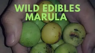 Wild Edibles - The Marula Fruit