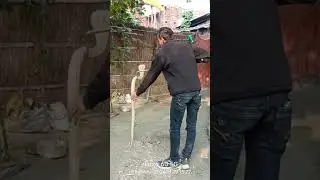 Agressive Cobras Snake 🐍#cobraattack #whitecobra #song