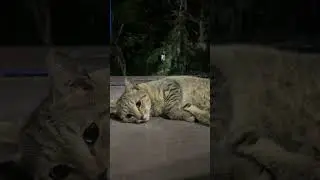 Мысық #мысық #кошка #кот #котики #кошки #котик #cat #cats #shorts #short #reels #बिल्ली #猫 #고양이 #猫