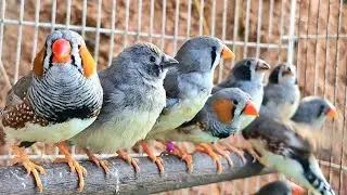 Zebra finch winter Care tips | Zebra finch breeding tips for beginners 