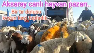 Aksaray canlı hayvan pazarı.. 19.12.2023