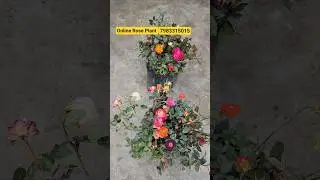 Rose Plant Shopping🌹Online Rose Palnt Sell🌹#njrosegarden #idrisibuttonstore #rose #gardening