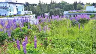 Arbutus Residences - Featured Project