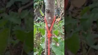 pola simpul mati yang menawan✅️