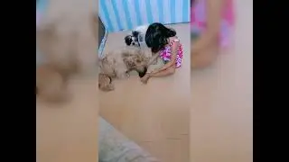 alliahandrea/happy/hera🐾🤎🤍🖤 dogfoodtime🙂😉