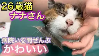 26歳猫は寝起き「のびー」までなんか独特でかわいい【猫のブラッシング・猫のお手入れ】