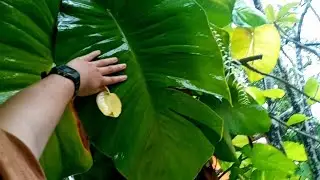Giant wild jade pothos with fenestrations