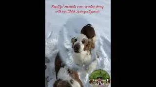 With our Welsh Speinger Spaniel girls on cross-country skiing #brixispride #pes #dog #hunde #skiing