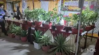 Rare and Exotic Adenium Plants Collection #Adenium #gardeningtips