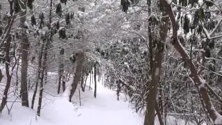 Snowy Conditions South of Cross Mountain Rd, TN 3/2/13 (day hike on the Appalachian Trail)