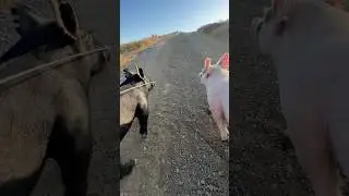 Training hard 🐖🥇🏆#granjafamiliar #smallranch #farmlife #pig #pigfeed #show #napavalley
