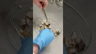 cultura de meristemas #biotechnology #green #banana #lab #labskills #research  #greenbiotech