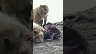 Monkey video #babymonkey #amazing #foryou