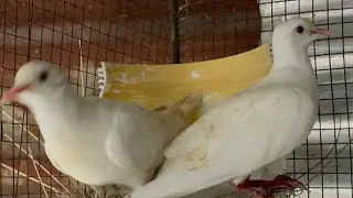 REPRODUCIENDO TORTOLAS BLANCAS 