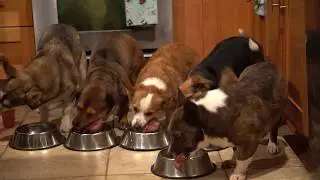 How to Raw Feed with Rabbit (Raw Feeding Dogs)