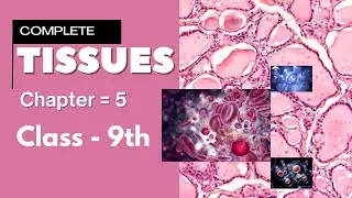 Tissues - Class 9 Science | Full Chapter Explanation | one shot | Concept, Types & Functions