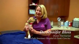 Expert Veterinary TV - Brook-Falls Veterinary Hospital & Exotic Care, Inc.