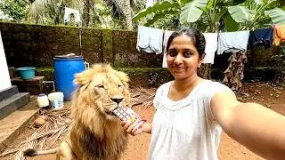 Vegetarian lion with us | rockie's daily life
