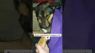 4441111055193803 на корм для безпритульних