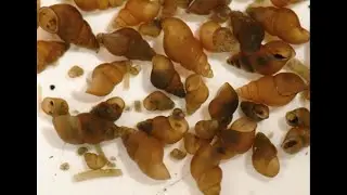 Что такое новозеландские грязевые улитки?