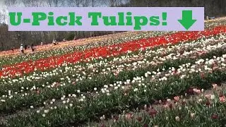 Wicked Tulips Flower Farm (Best U-Pick Flower Farm In New England - Exeter, RI) Tour, Review