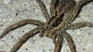Araña lobo. Galicia, Pontevedra.