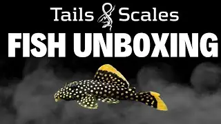 Brazil Fish Unboxing - Tons of Plecos!
