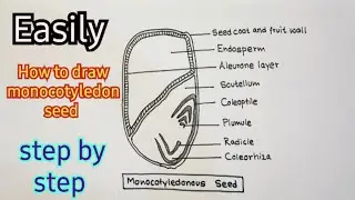 How to draw monocotyledon seed। ।monocot seed  labeled diagram ।।step by step guide