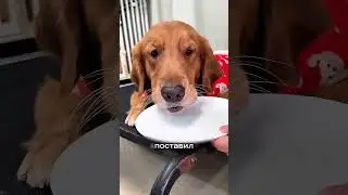 Он наконец поймал свою собаку 🥹