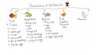 Classification of Vertebrates 🐘
