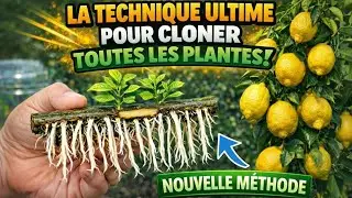 LA TECHNIQUE ULTIME POUR CLONER TOUTES LES PLANTES