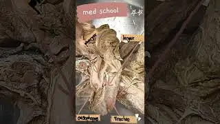 Med Student Lab Vlog 💀 Pulling all-nighters, Study Motivation!🔥 #aesthetic  #fypシ