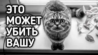 Если у вас домашняя кошка, эксперты предупреждают никогда этого не делайте