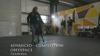Precision K9 Work - Advanced Competition and Obedience Training