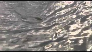 Idfiske-del2.flv